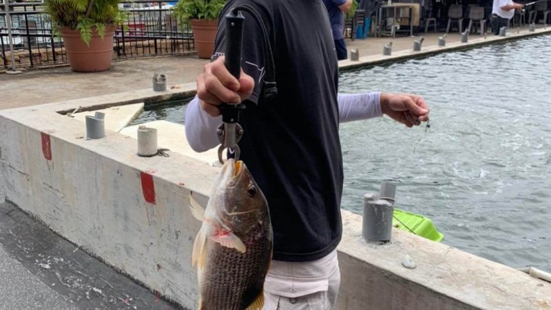 Singapore Paypond Fishing: Casting/Floater [Gills Fishing]